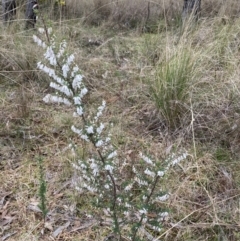 Styphelia fletcheri subsp. brevisepala (Twin Flower Beard-Heath) at Bruce, ACT - 13 Aug 2023 by JohnGiacon