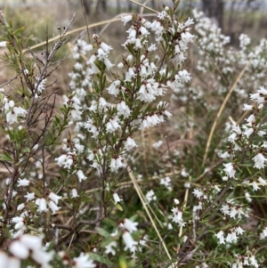 Cryptandra amara at Bruce, ACT - 13 Aug 2023