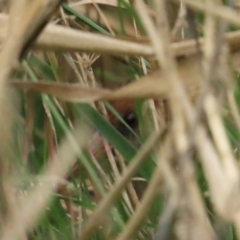 Lewinia pectoralis (Lewin's Rail) at Fyshwick, ACT - 13 Aug 2023 by TomW