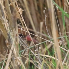 Lewinia pectoralis at Fyshwick, ACT - suppressed