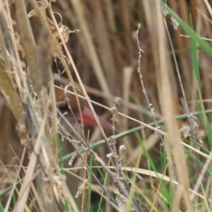 Lewinia pectoralis at Fyshwick, ACT - suppressed