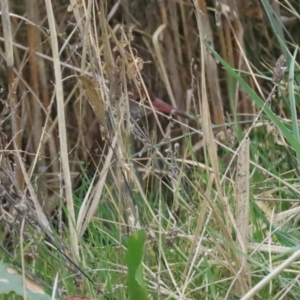 Lewinia pectoralis at Fyshwick, ACT - suppressed