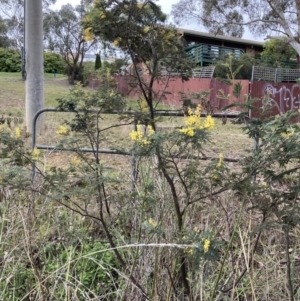 Acacia dealbata subsp. dealbata at Bruce, ACT - 13 Aug 2023