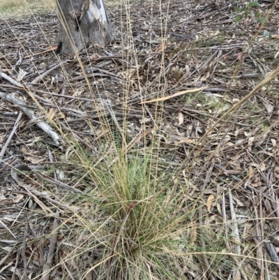 Rytidosperma pallidum (Red-anther Wallaby Grass) at Flea Bog Flat to Emu Creek Corridor - 13 Aug 2023 by JohnGiacon