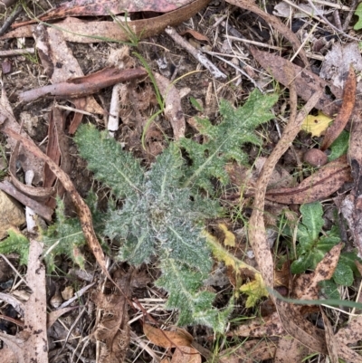 Cirsium vulgare (Spear Thistle) at Flea Bog Flat to Emu Creek Corridor - 13 Aug 2023 by JohnGiacon