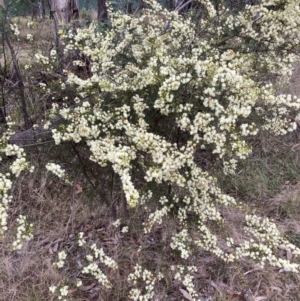 Acacia genistifolia at Bruce, ACT - 13 Aug 2023 02:05 PM