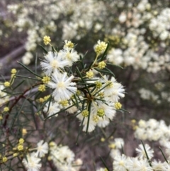 Acacia genistifolia at Bruce, ACT - 13 Aug 2023 02:05 PM