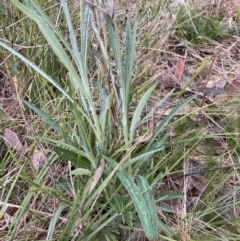 Senecio quadridentatus (Cotton Fireweed) at Flea Bog Flat to Emu Creek Corridor - 13 Aug 2023 by JohnGiacon