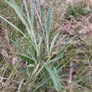 Senecio quadridentatus at Bruce, ACT - 13 Aug 2023