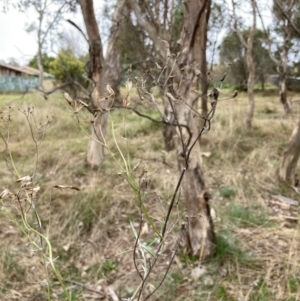 Senecio quadridentatus at Bruce, ACT - 13 Aug 2023