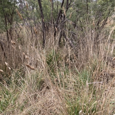 Phalaris aquatica (Phalaris, Australian Canary Grass) at Aranda, ACT - 13 Aug 2023 by JohnGiacon