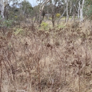 Hypericum perforatum at Aranda, ACT - 13 Aug 2023 02:18 PM