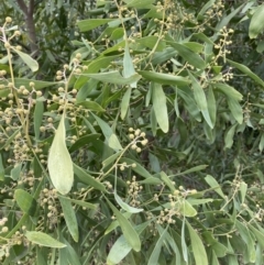 Acacia melanoxylon (Blackwood) at Aranda, ACT - 13 Aug 2023 by JohnGiacon