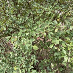 Cotoneaster glaucophyllus at Aranda, ACT - 13 Aug 2023