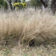 Eragrostis curvula (African Lovegrass) at Aranda, ACT - 13 Aug 2023 by JohnGiacon