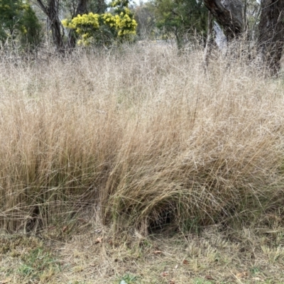Eragrostis curvula (African Lovegrass) at Aranda, ACT - 13 Aug 2023 by JohnGiacon
