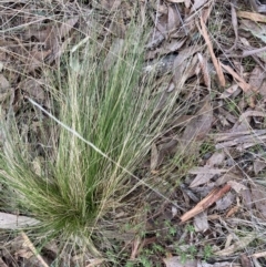 Nassella trichotoma (Serrated Tussock) at Canberra Central, ACT - 13 Aug 2023 by JohnGiacon