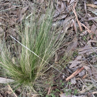 Nassella trichotoma (Serrated Tussock) at Canberra Central, ACT - 13 Aug 2023 by JohnGiacon