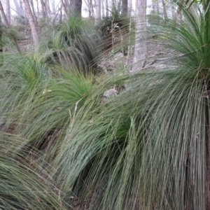 Xanthorrhoea glauca subsp. angustifolia at Wyanbene, NSW - 2 Jun 2023