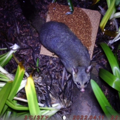 Trichosurus vulpecula (Common Brushtail Possum) at Acton, ACT - 13 Aug 2023 by brydon