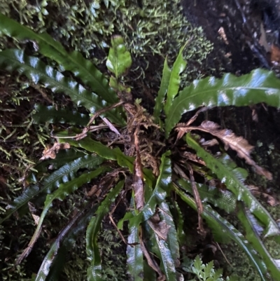 Blechnum patersonii subsp. patersonii (Strap Water Fern) at Tidbinbilla Nature Reserve - 5 Aug 2023 by Tapirlord