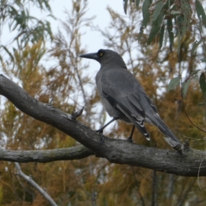 Strepera versicolor at Canberra Central, ACT - 13 Aug 2023