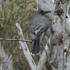 Strepera versicolor at Canberra Central, ACT - 13 Aug 2023