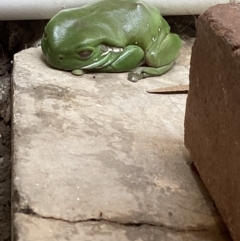 Litoria caerulea (Green Tree Frog) at Holder, ACT - 13 Aug 2023 by patricedecaritat