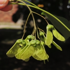 Acer buergerianum (Trident Maple) at Pollinator-friendly garden Conder - 1 Feb 2023 by MichaelBedingfield