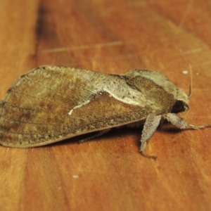 Elhamma australasiae at Conder, ACT - 1 Feb 2023 09:05 PM