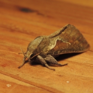 Elhamma australasiae at Conder, ACT - 1 Feb 2023 09:05 PM