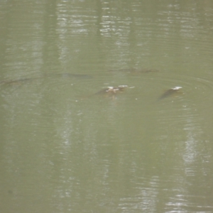 Cyprinus carpio at O'Malley, ACT - 13 Aug 2023