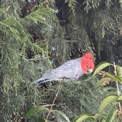 Callocephalon fimbriatum at Garran, ACT - suppressed