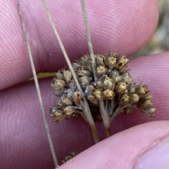 Juncus filicaulis (Thread Rush) at Rendezvous Creek, ACT - 6 Aug 2023 by Tapirlord