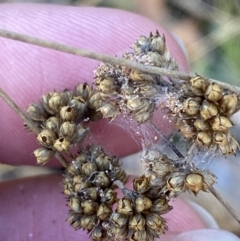 Juncus filicaulis at Rendezvous Creek, ACT - 6 Aug 2023