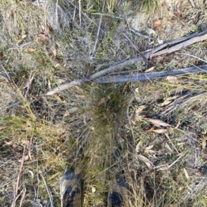 Juncus filicaulis at Rendezvous Creek, ACT - 6 Aug 2023