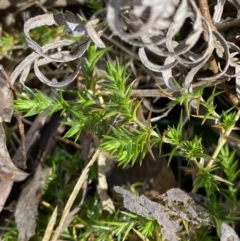 Stellaria pungens at Paddys River, ACT - 5 Aug 2023