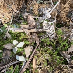 Stellaria pungens at Paddys River, ACT - 5 Aug 2023