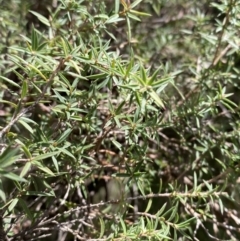 Leptospermum continentale (Prickly Teatree) at Tidbinbilla Nature Reserve - 5 Aug 2023 by Tapirlord