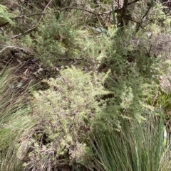 Leptospermum continentale at Paddys River, ACT - 5 Aug 2023