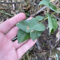 Eucalyptus (genus) (A Gum Tree) at Paddys River, ACT - 5 Aug 2023 by Tapirlord