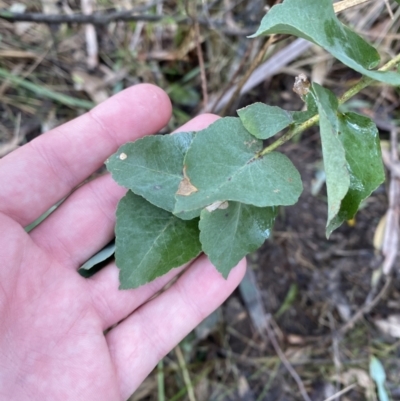 Eucalyptus sp. (A Gum Tree) at Paddys River, ACT - 5 Aug 2023 by Tapirlord