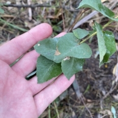 Eucalyptus sp. at Paddys River, ACT - 5 Aug 2023 01:46 PM