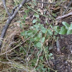 Eucalyptus sp. at Paddys River, ACT - 5 Aug 2023