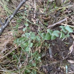 Eucalyptus sp. at Paddys River, ACT - 5 Aug 2023 01:46 PM