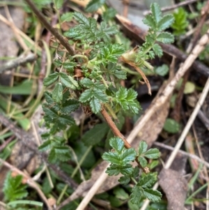 Acaena novae-zelandiae at Paddys River, ACT - 5 Aug 2023 01:44 PM