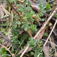 Acaena novae-zelandiae at Paddys River, ACT - 5 Aug 2023 01:44 PM