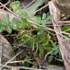 Acaena novae-zelandiae at Paddys River, ACT - 5 Aug 2023 01:44 PM