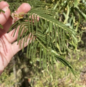 Acacia mearnsii at Paddys River, ACT - 5 Aug 2023