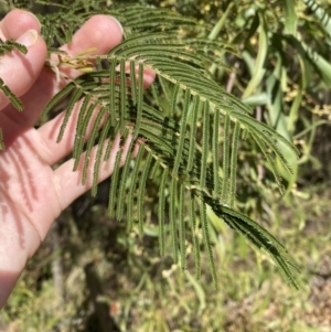 Acacia mearnsii at Paddys River, ACT - 5 Aug 2023 01:41 PM